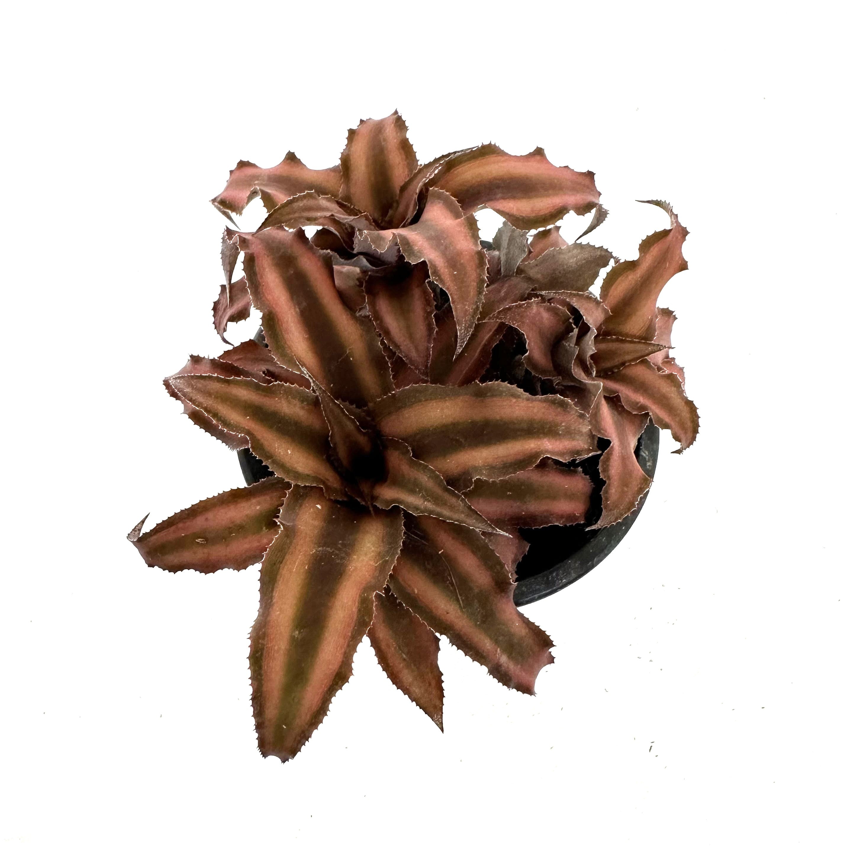 is earth star plant a succulent Cryptanthus bivittatus ‘Earth Star’