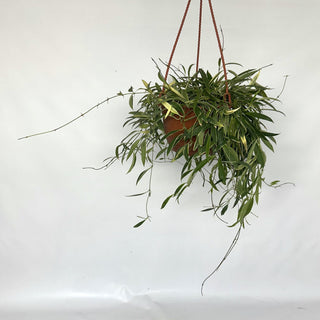 Z-2126 - Hoya tsangii albo-marginata - 6" Hanging Basket