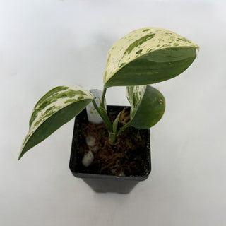 Z-2213 - Scindapsus hederaceus ‘Blue Albo’ **NEW Release**