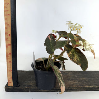 Z-2189 - Begonia ‘Withlacoochee’ (Variegated)