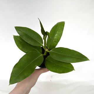 Z-2198 - Hoya imperialis (White Flower) **NEW Release**