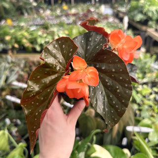 Begonia 'Harmony's Aurora'