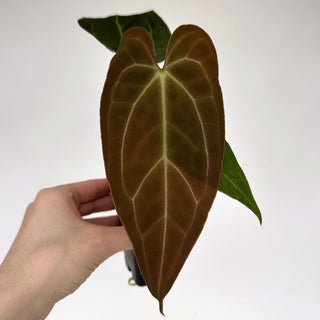 Z-2159 - Anthurium 'Blue Velvet' x 'Zara'