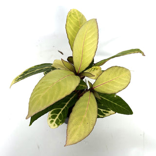 Sanchezia speciosa