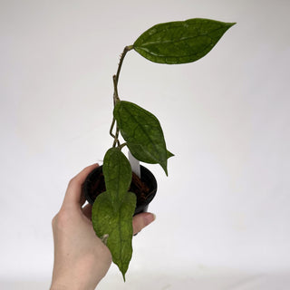 Z-2175 - Hoya sp. Germany