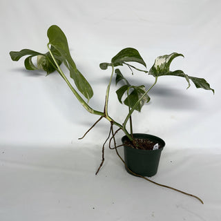 Z-2209 - Monstera deliciosa var. borsigiana albo-variegata