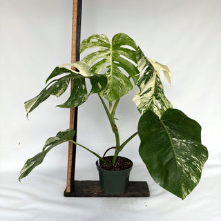 Monstera deliciosa var. borsigiana albo-variegata [#975]