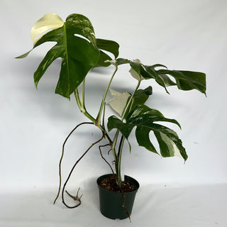 Z-2207 - Monstera deliciosa var. borsigiana albo-variegata