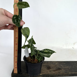 Z-2192 - Scindapsus pictus "Tricolor"