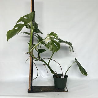 Z-2124 - Monstera deliciosa var. borsigiana albo-variegata