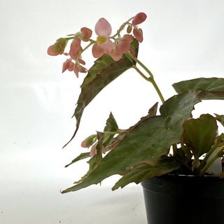 Begonia borneensis