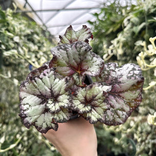 Begonia 'Steve's Leaves Phantom'