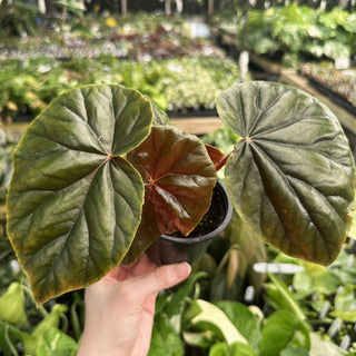 Begonia 'Thurstonii'