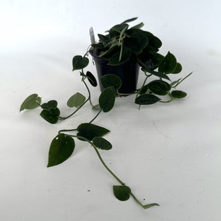 Z-2163 - Scindapsus pictus "Dark Form" (Hassk)