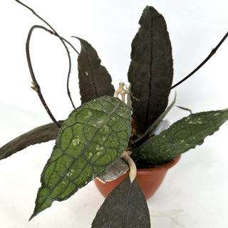 Z-2241 - Hoya clemensiorum - 6in Hanging Basket