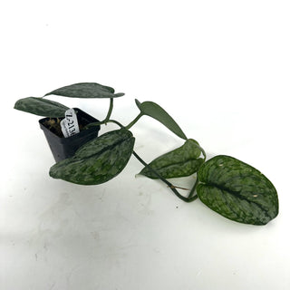 Z-2136 - Scindapsus pictus ‘Silver Dutchess’
