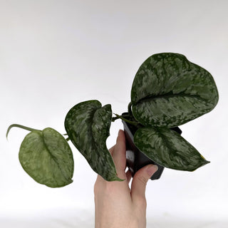 Z-2162 - Scindapsus pictus ‘Silver Dutchess’