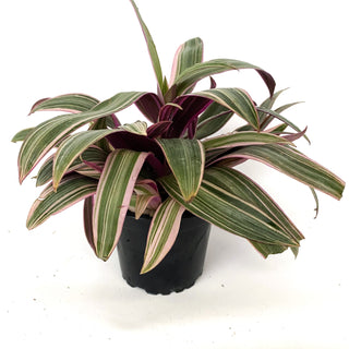 Tradescantia spathacea 'Tricolor'