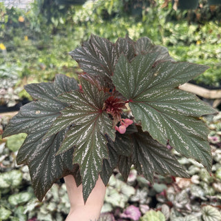 Begonia 'Bobbie Price'