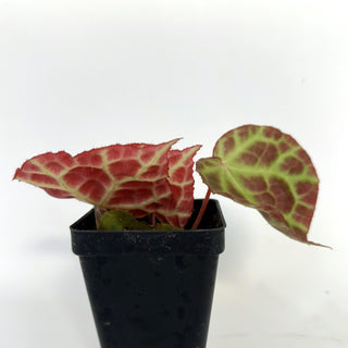 Begonia rajah