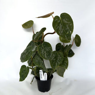 Z-2215 - Philodendron aff. brandtianum (Shingling Form)