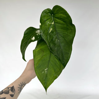 Z-2164 - Syngonium chiapense variegated