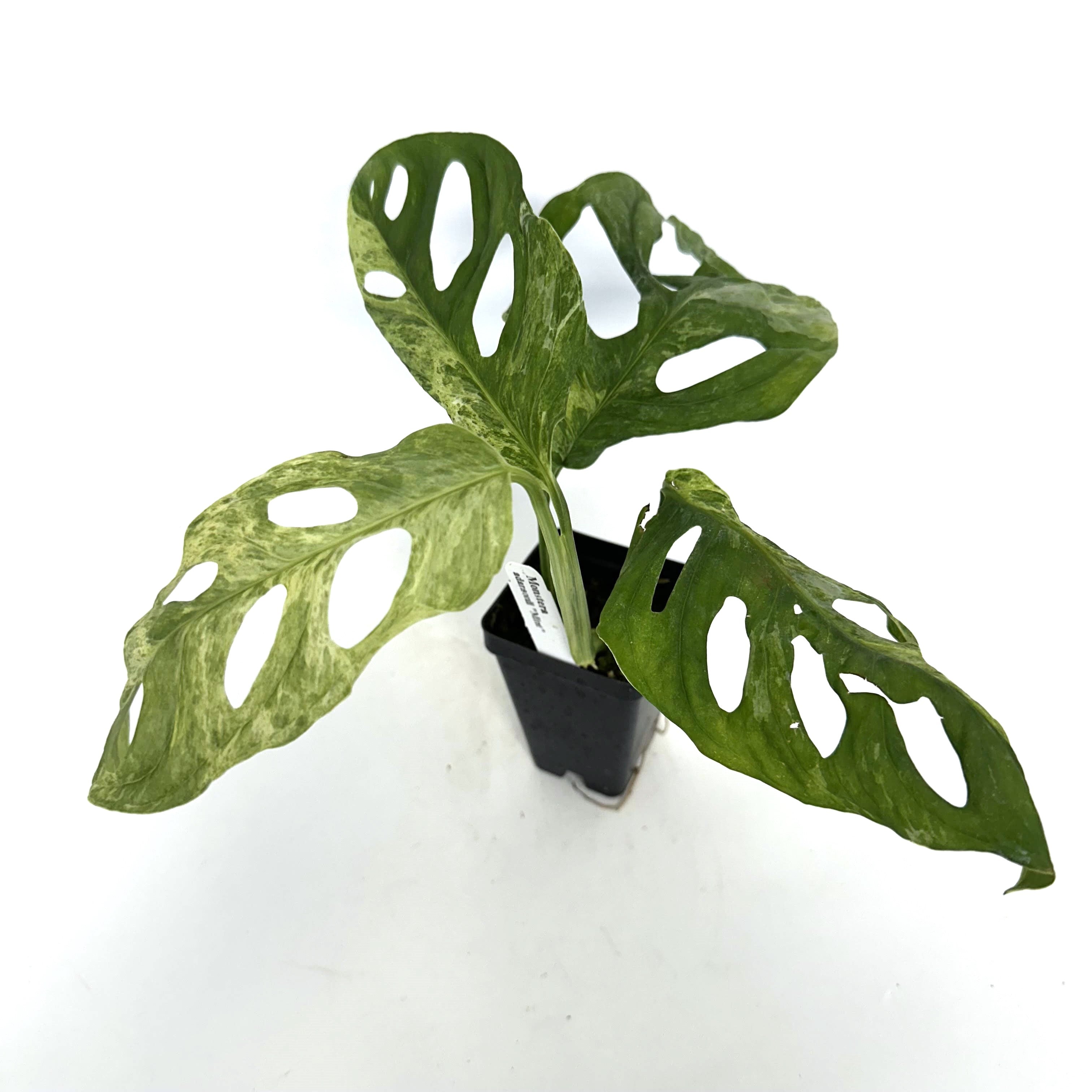 monstera adansonii indonesia Monstera adansonii 'Mint'