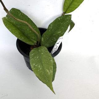 Z-2219 - Hoya sp. Aceh Gayo Lues **NEW Release**