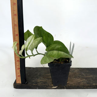 Z-2214 - Scindapsus treubii 'Moonlight Mint'