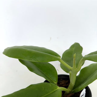 Z-2228 - Hoya imperialis (White Flower) **2nd Release**