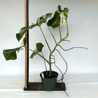 Z-2152 - Monstera deliciosa var. borsigiana albo-variegata