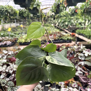 Philodendron hederaceum variegata (low color)