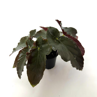 Begonia 'Tar Baby'