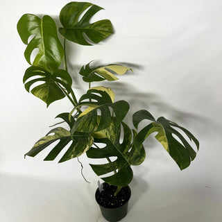 Z-2239 - Monstera deliciosa 'Marmorata'