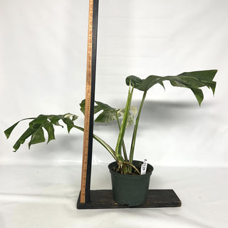 Z-2120 - Monstera deliciosa var. borsigiana albo-variegata