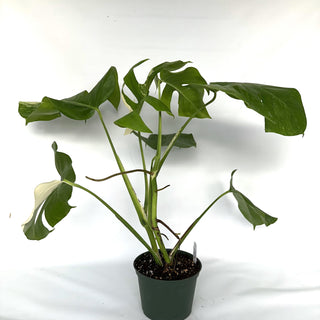 Monstera deliciosa var. borsigiana albo-variegata [#981]