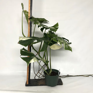 Z-2122 - Monstera deliciosa var. borsigiana albo-variegata