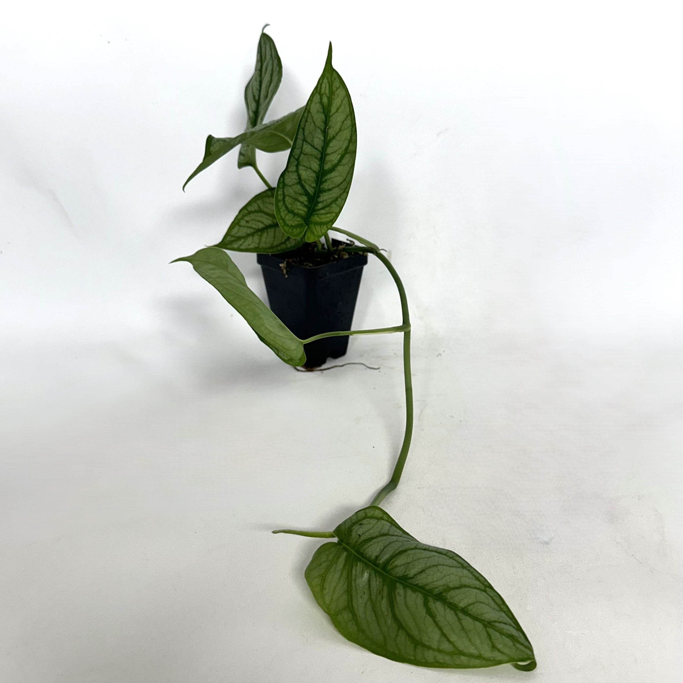 philodendron el salvador Monstera siltepecana 'El Salvador'