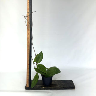 Z-2149 - Hoya cv. EPC1002 (vittelina x finlaysonii) **NEW Release**
