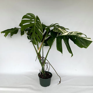 Z-2150 - Monstera deliciosa var. borsigiana albo-variegata