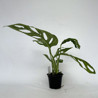 Z-2168 - Monstera adansonii 'Mint'