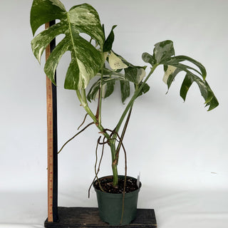 Z-2155 - Monstera deliciosa var. borsigiana albo-variegata