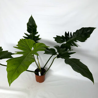 Z-2231 - Philodendron 'Green Dragon'
