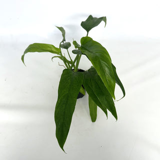 Z-2141 - Philodendron sagittifolium