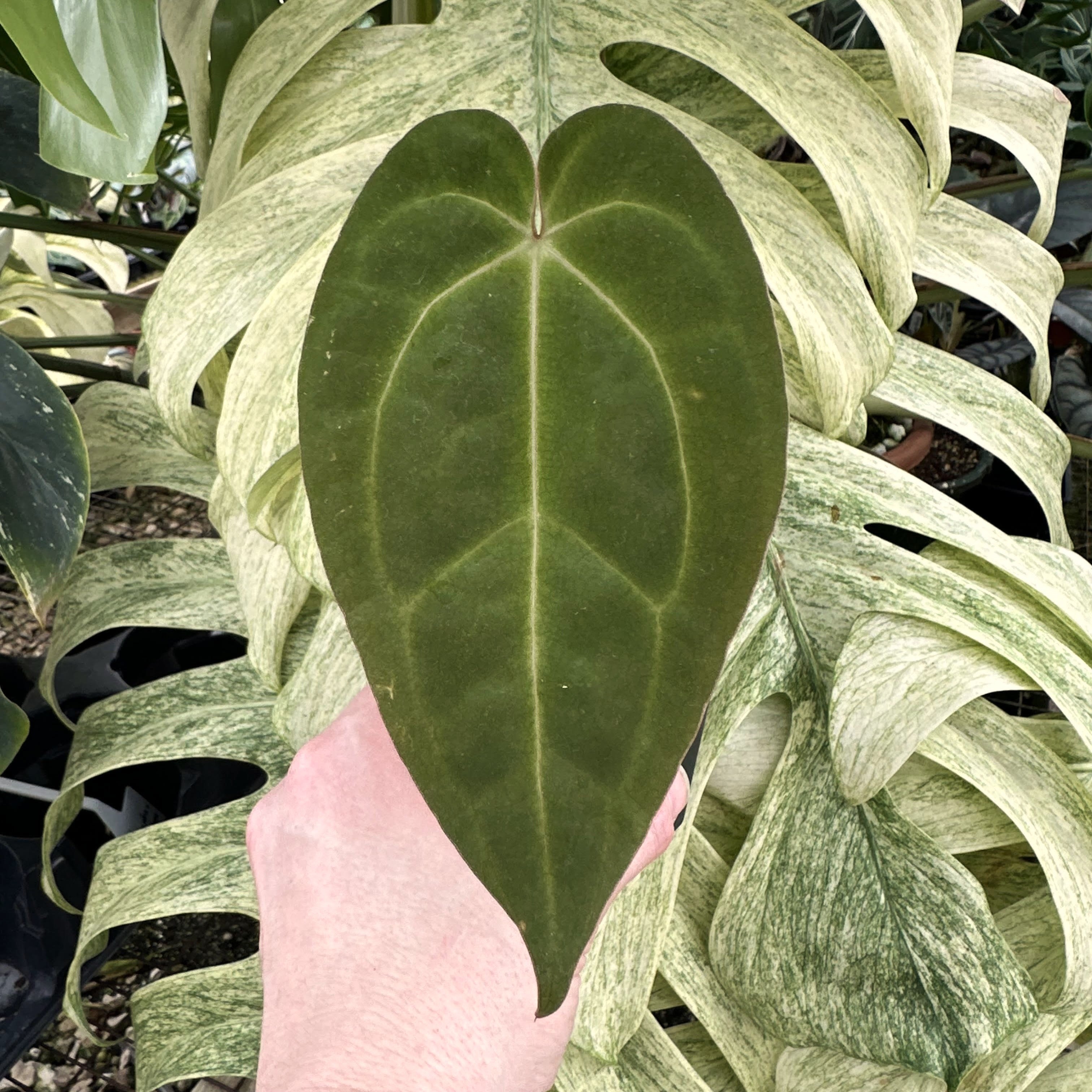 anthurium musketeer gastone Anthurium magnificum lineage x 'Contessa' – Steve's Leaves