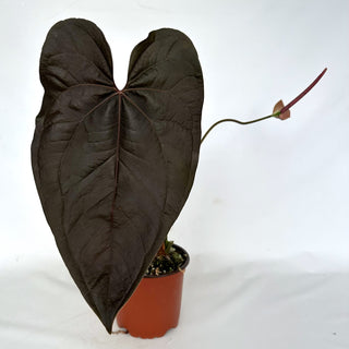 Z-2183 - Anthurium ‘Queen of Hearts’