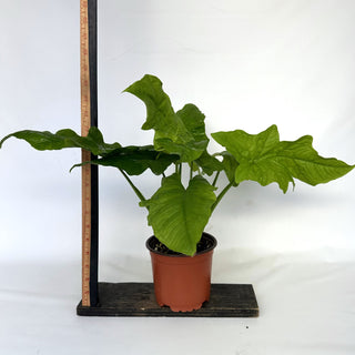 Z-2187 - Syngonium steyermarkii