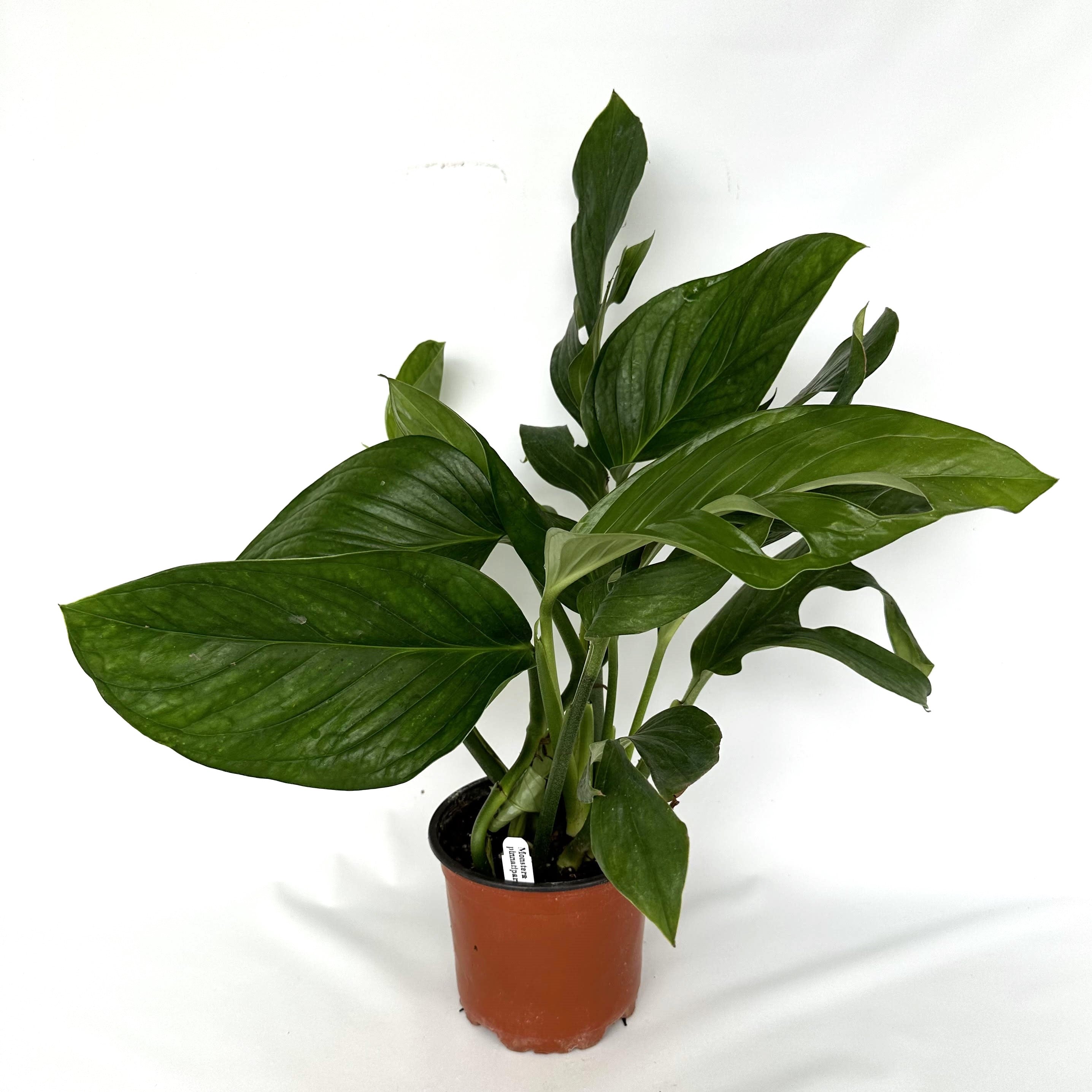 monstera pinnatipartita Monstera pinnatipartita