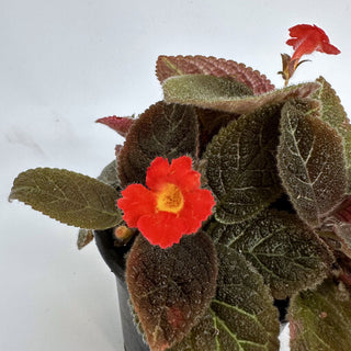 Episcia 'Longwood Gardens'