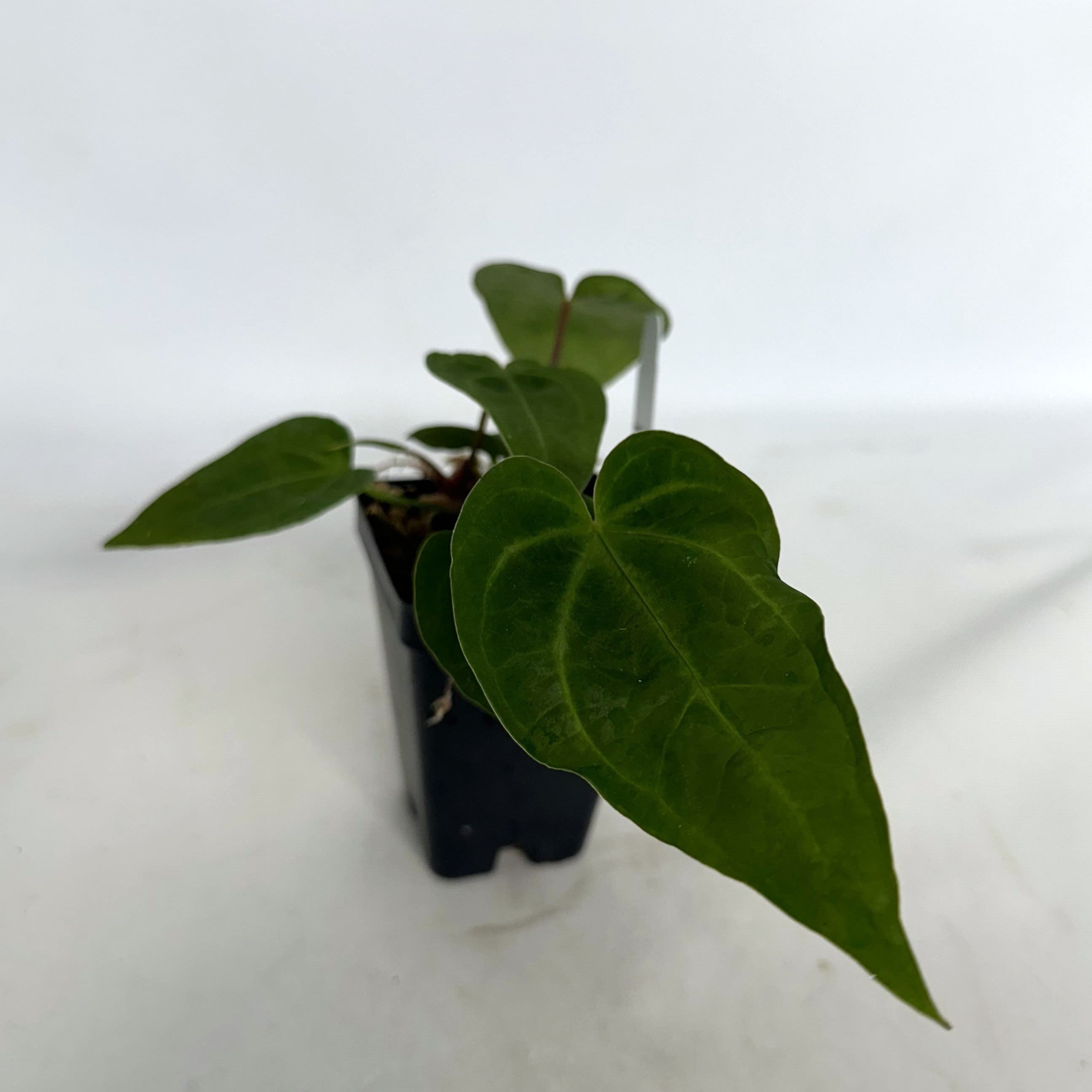 anthurium magnificum seedling Anthurium magnificum x papillilaminum